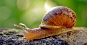 symbolic snail meaning