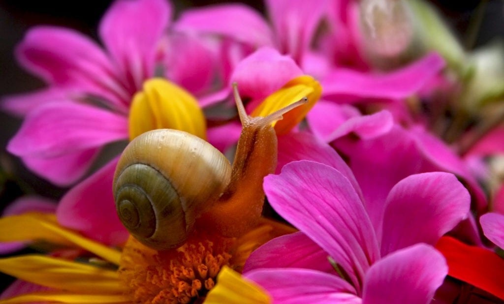 symbolic snail meaning