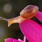 symbolic snail meaning