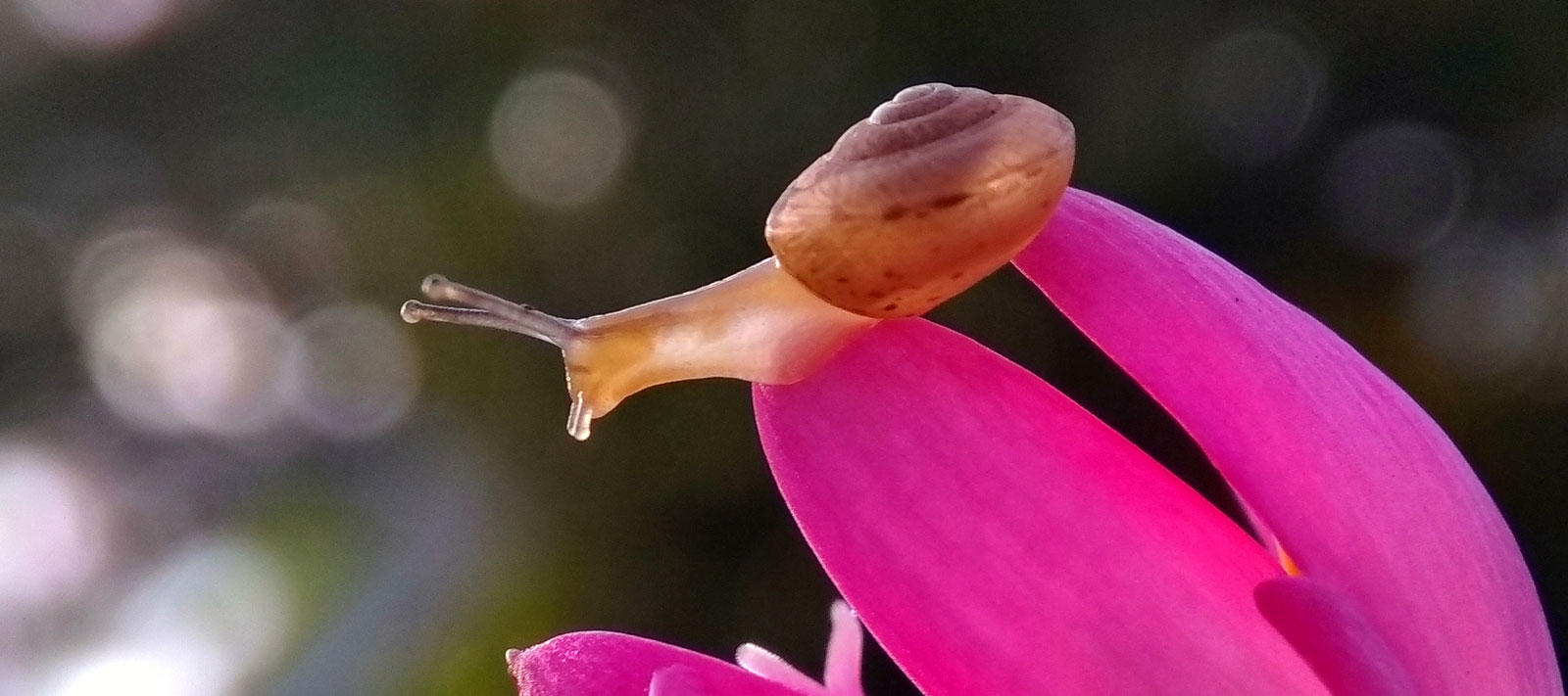 Symbolic Snail Meaning And Understanding Snails On Whats Your Sign