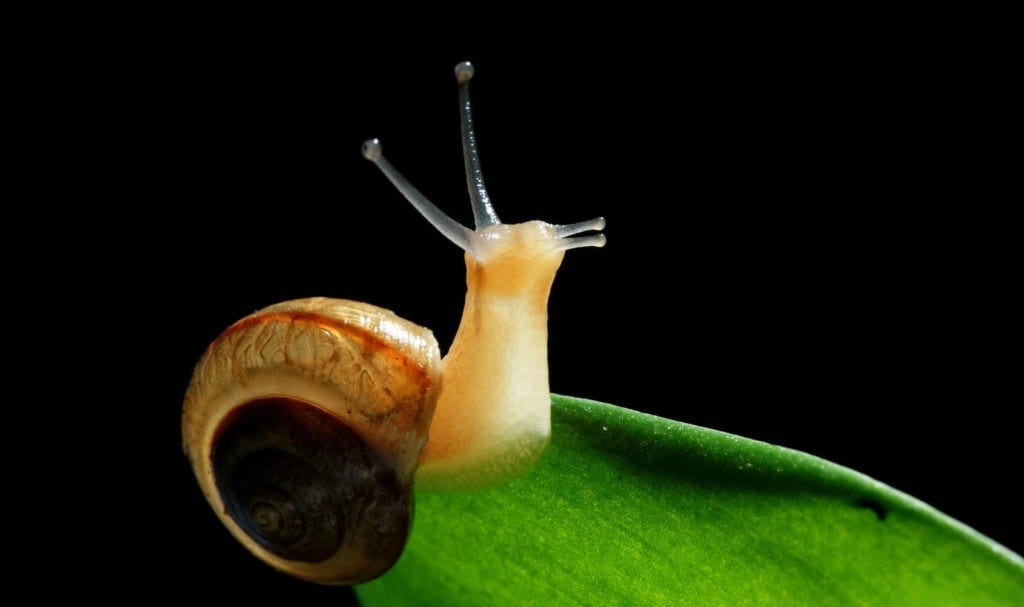 symbolic snail meaning