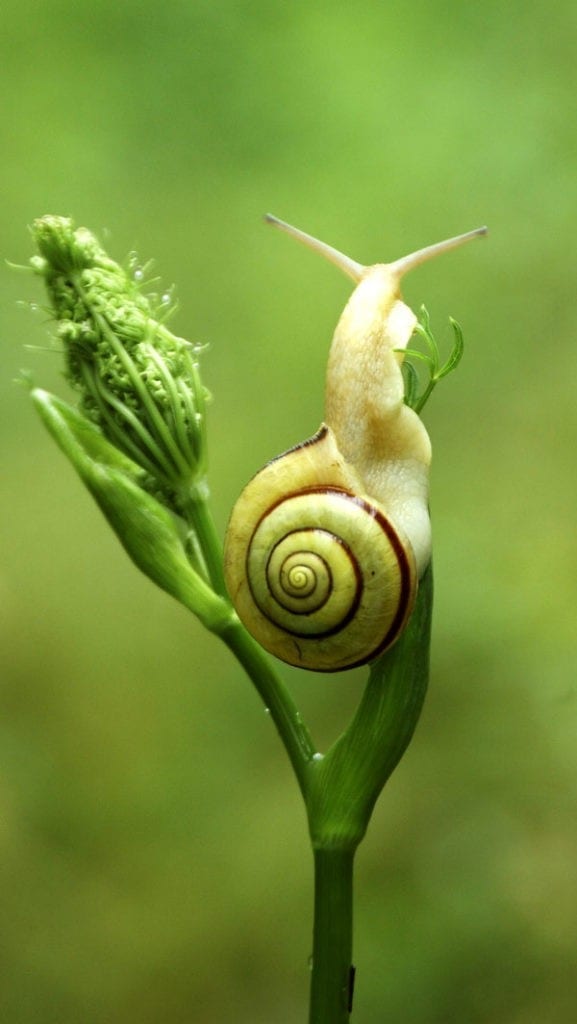symbolic snail meaning