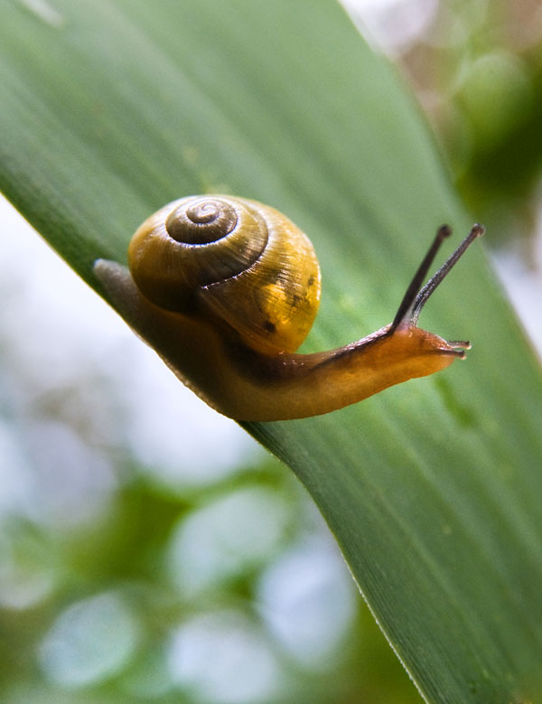 symbolic snail meaning
