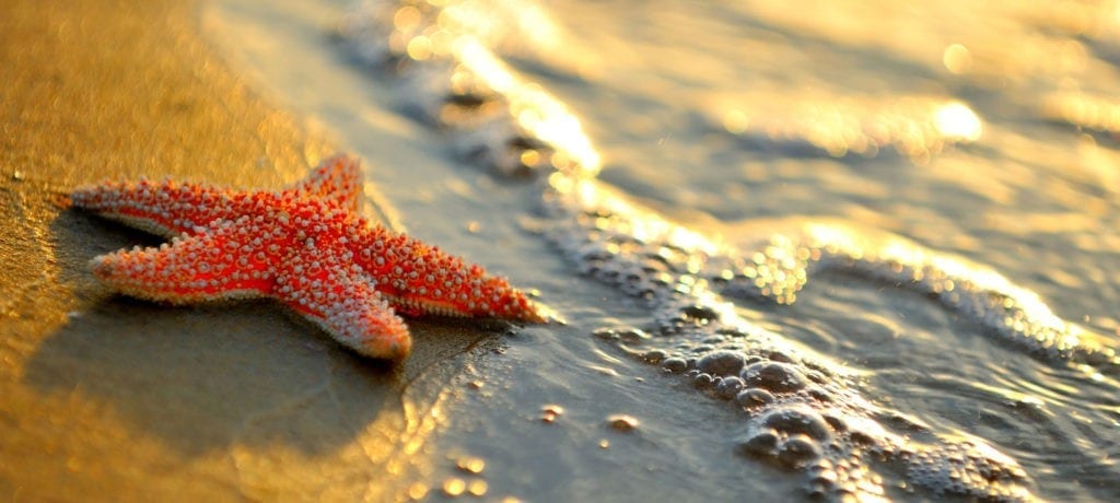 symbolic starfish meaning