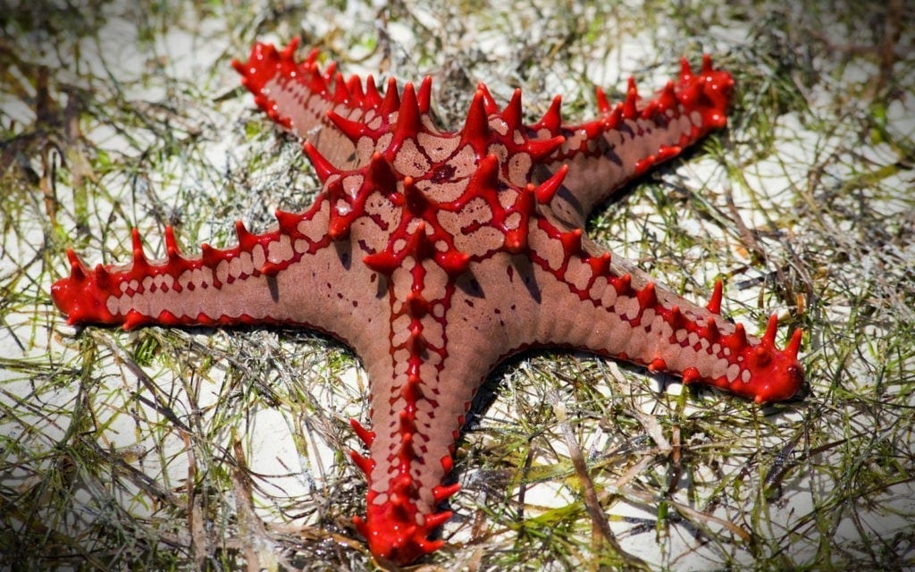 symbolic starfish meaning