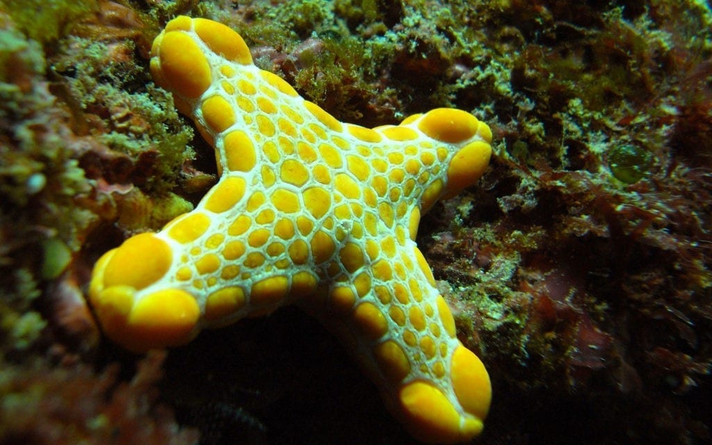 symbolic starfish meaning