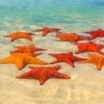 symbolic starfish meaning