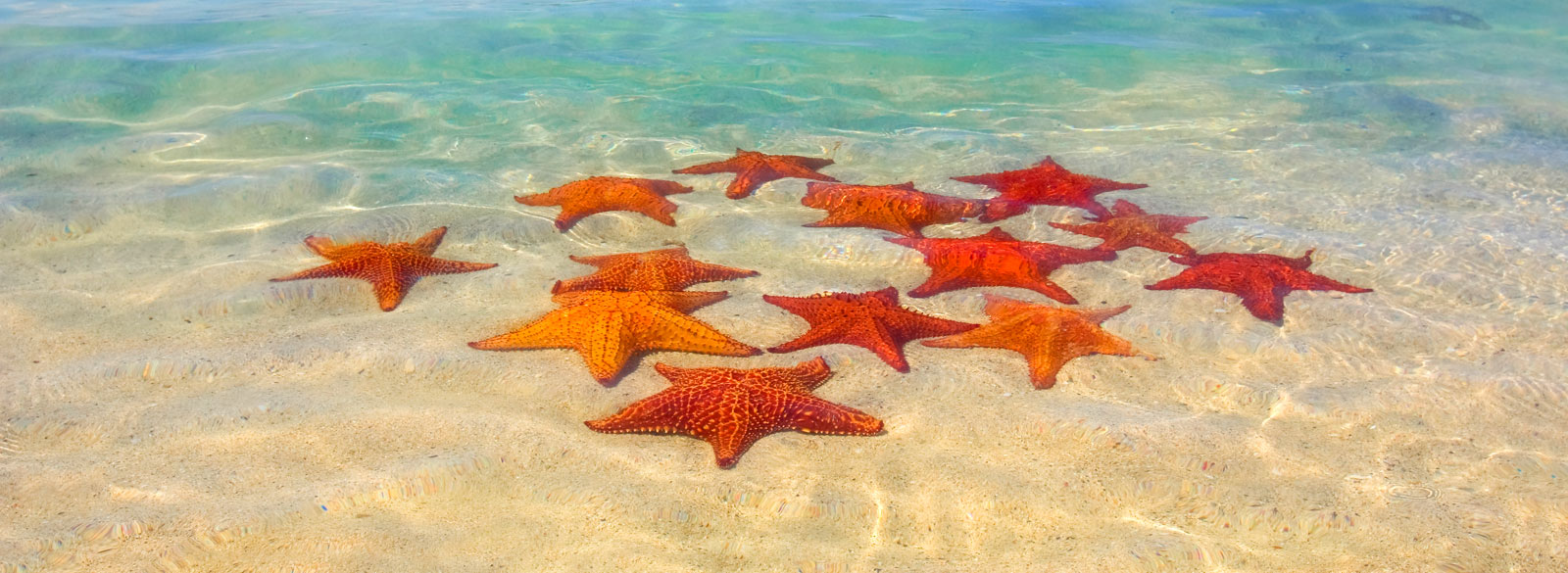 symbolic starfish meaning