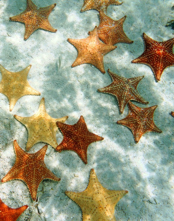symbolic starfish meaning