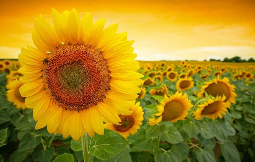 symbolic sunflower meaning