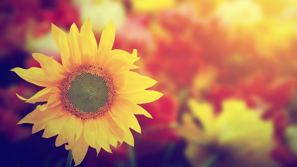 symbolic sunflower meaning