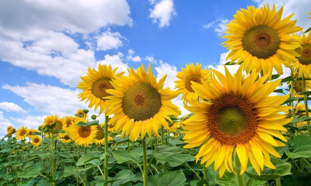 symbolic sunflower meaning