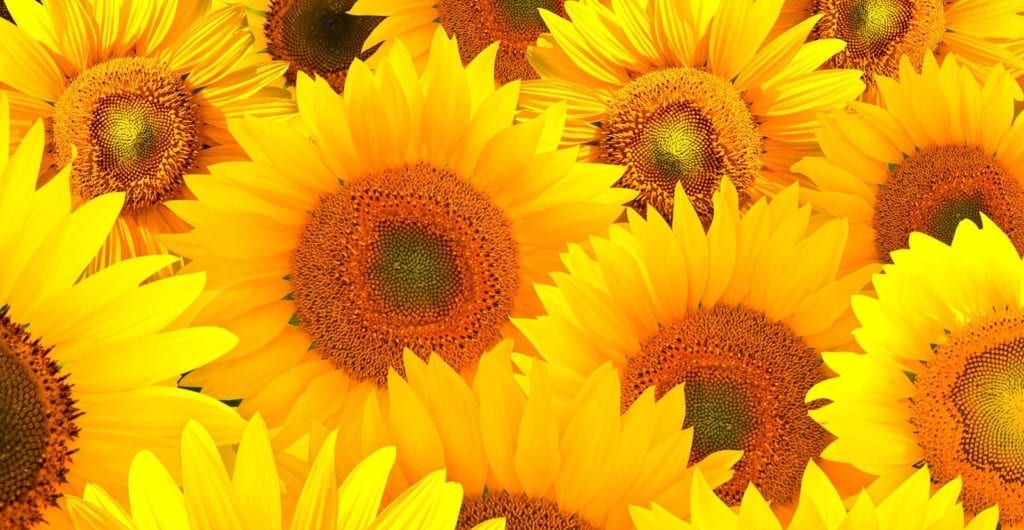 symbolic sunflower meaning