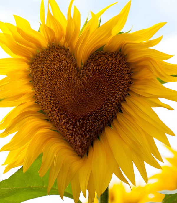 symbolic sunflower meaning
