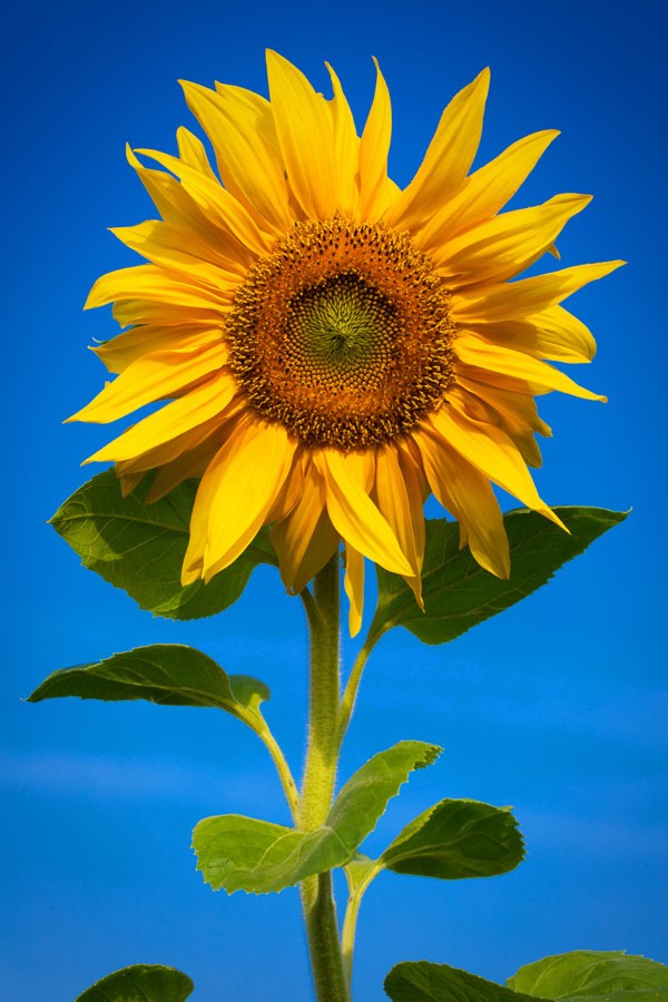 symbolic sunflower meaning