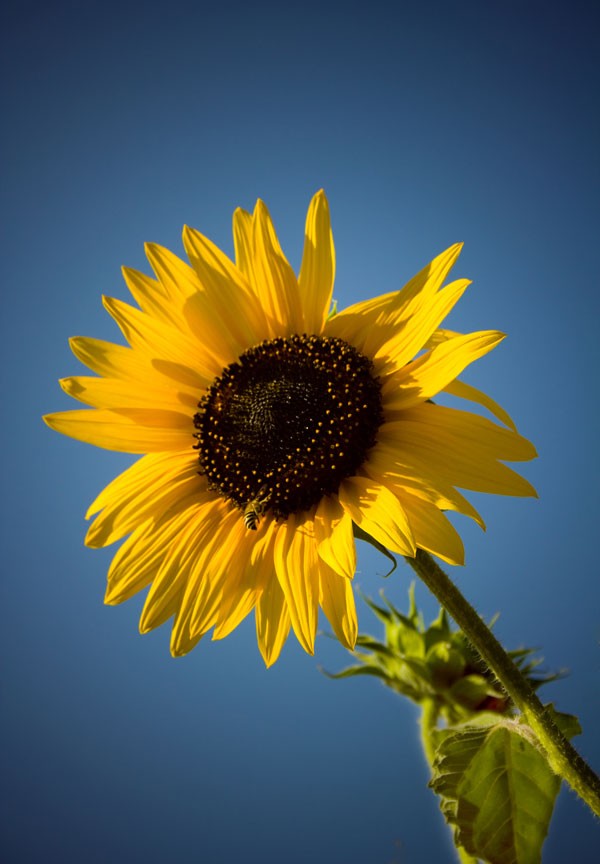symbolic sunflower meaning
