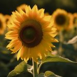 symbolic sunflower meaning