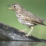 thrush bird symbolism