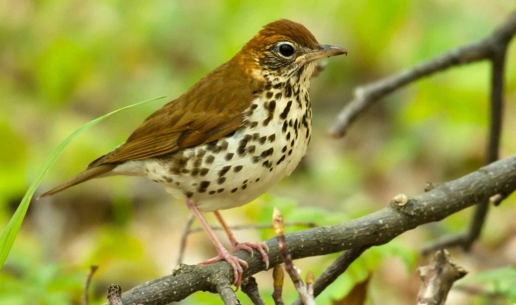 thrush bird symbolism