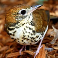 thrush bird meaning