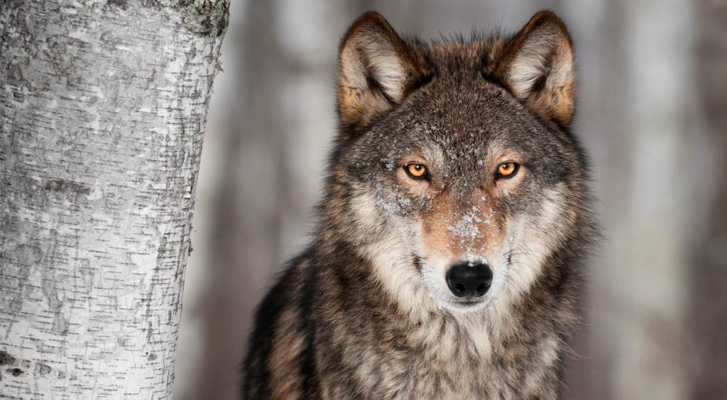 totem wolf symbols