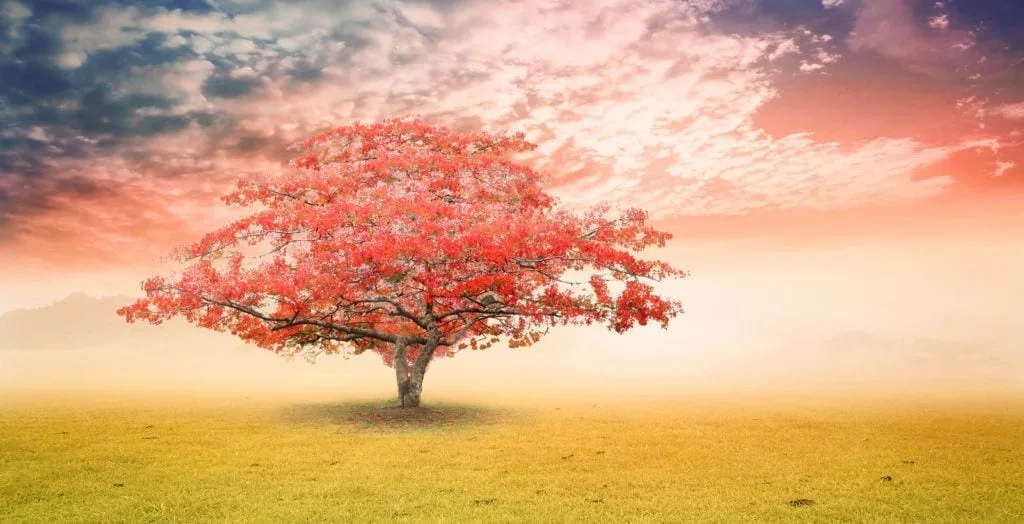 meaning of trees