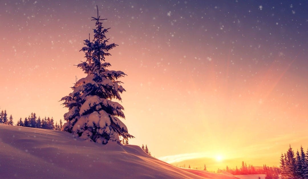 Tree Symbolism and Tree Meaning for Guidance on WhatsYourSign