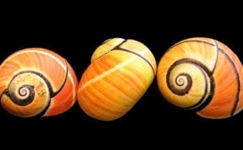 Triple Symbol meaning