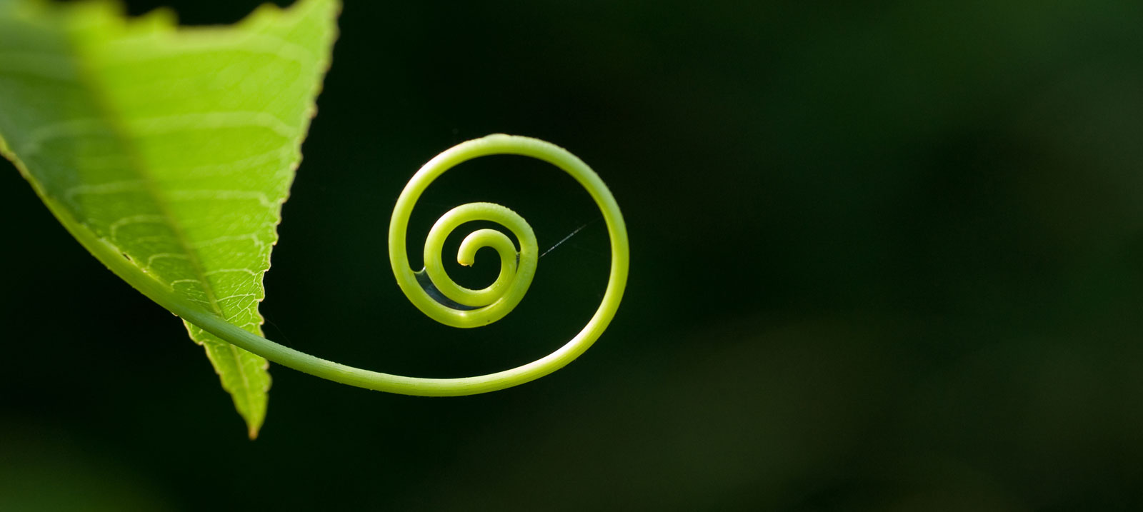 vine tattoo ideas and vine meaning