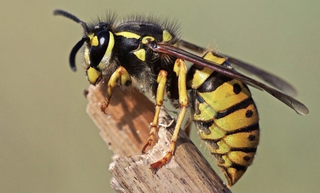 symbolic wasp meaning