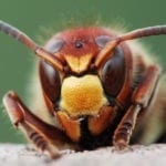 symbolic wasp meaning