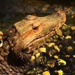 WaterT otem Alligator meaning