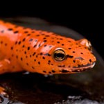 water totem salamander meaning