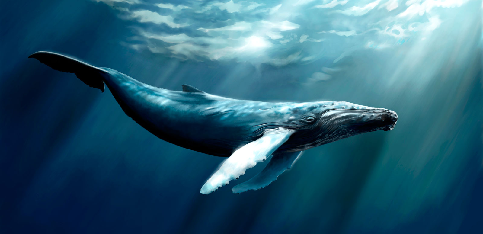 Whale Totem Meaning