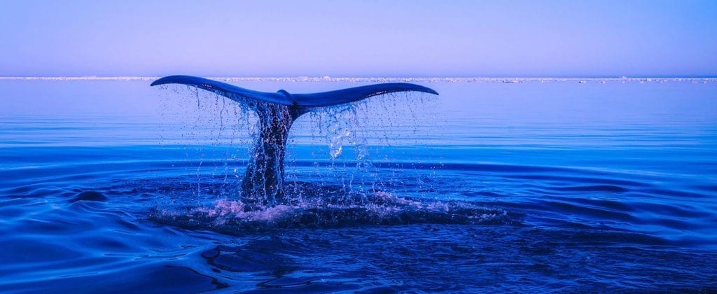 whale totem meaning