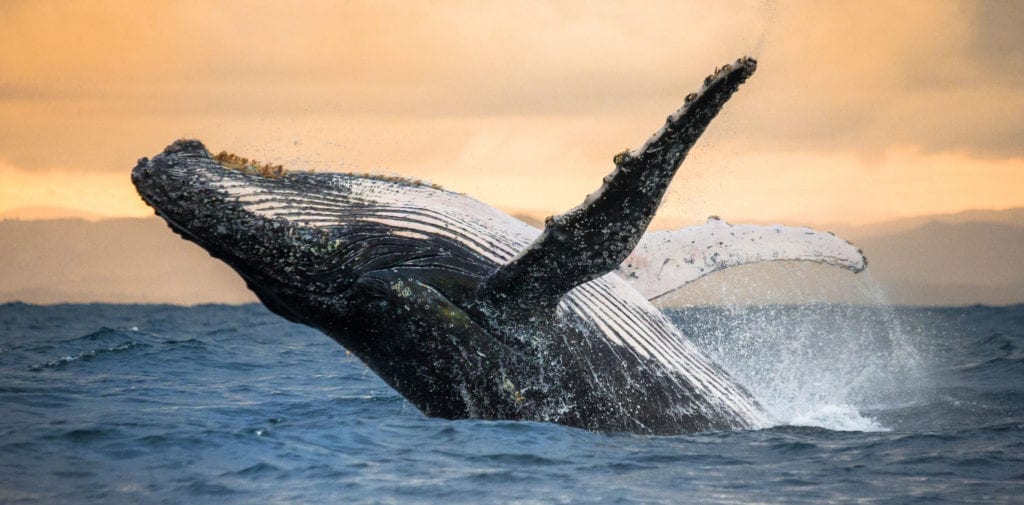 whale totem meaning