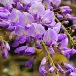 wisteria meaning