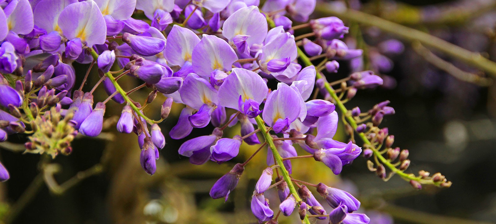 Wisteria Meaning