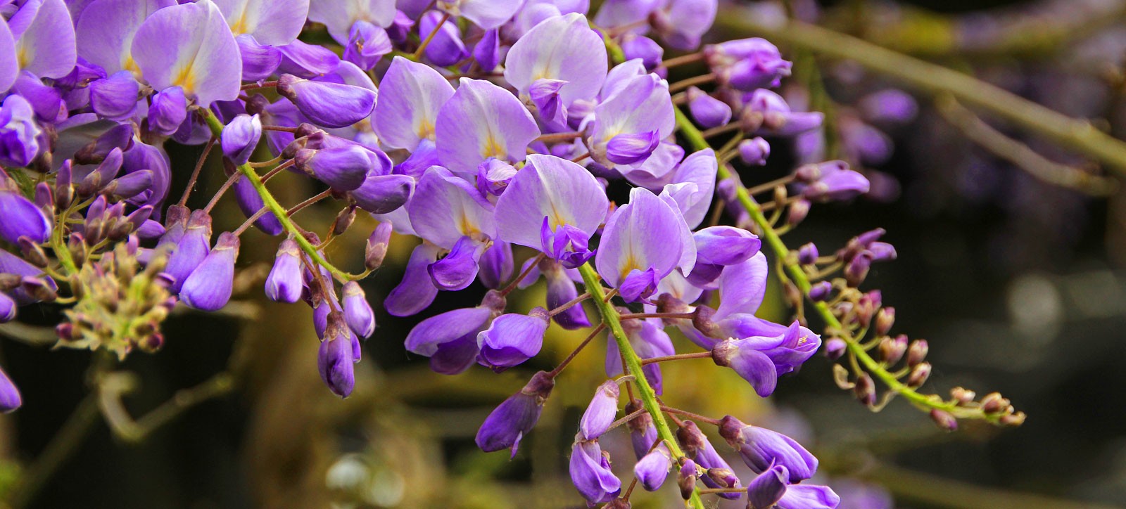 wisteria meaning