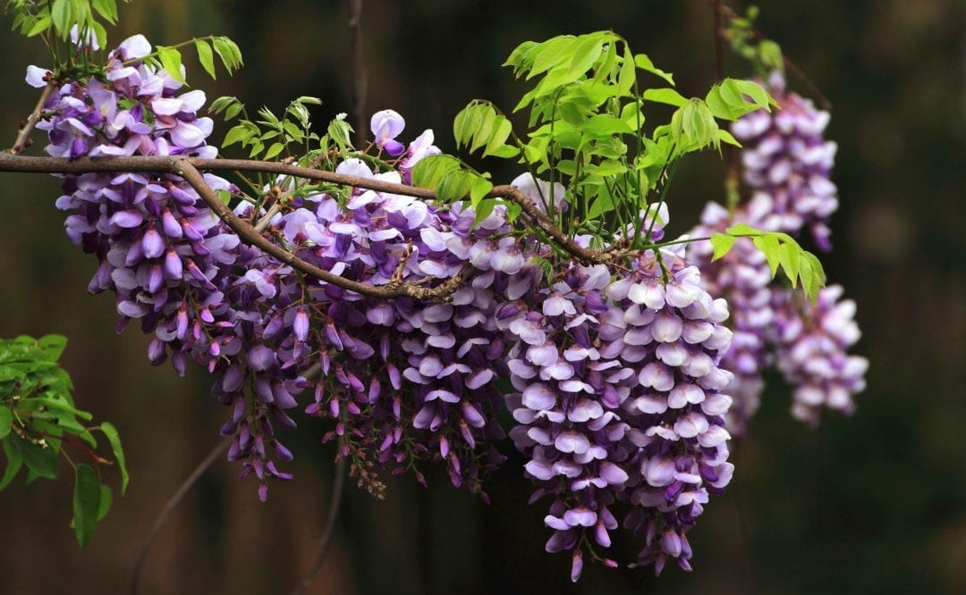 Symbolic Wisteria Meaning on