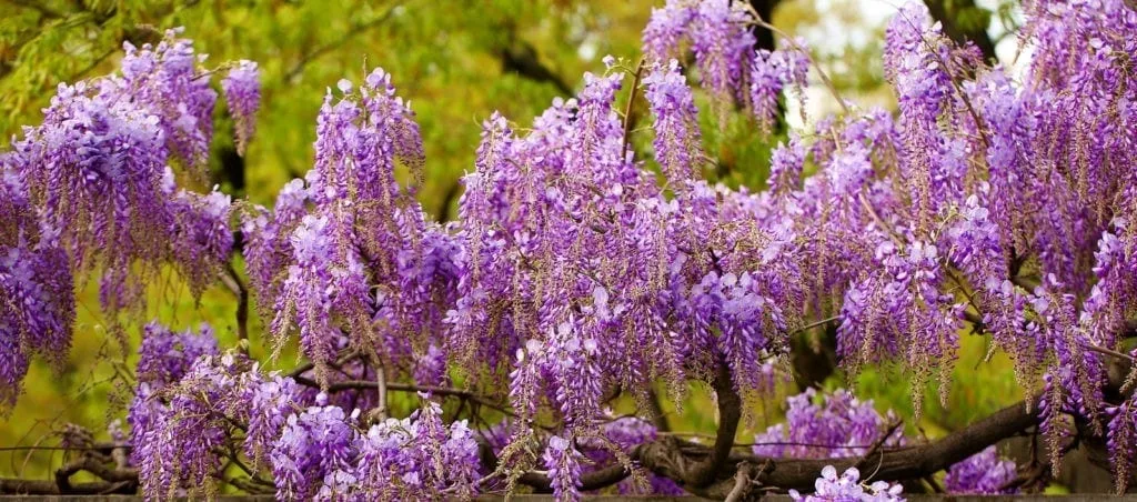 Symbolic Wisteria Meaning on Whats-Your-Sign.com