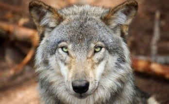 wolf tattoo meaning and wolf totem