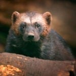 symbolic wolverine meaning