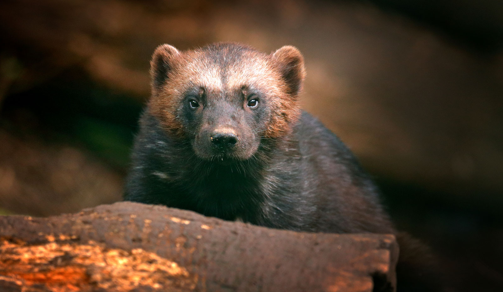 symbolic wolverine meaning