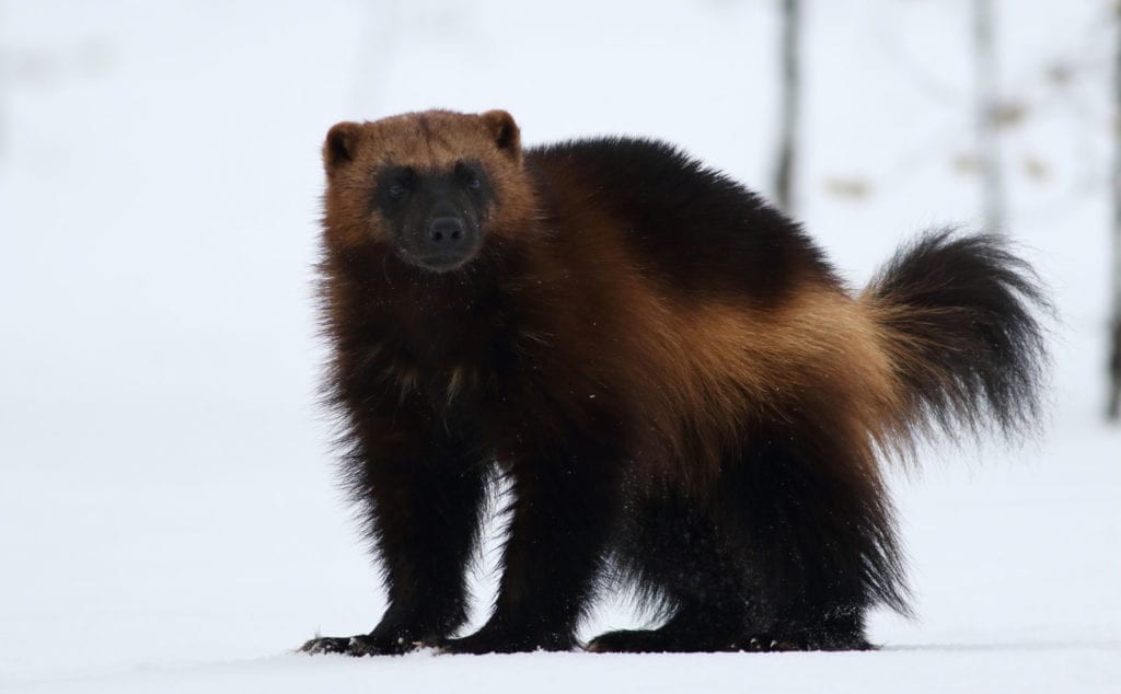 symbolic wolverine meaning and wolverine totem