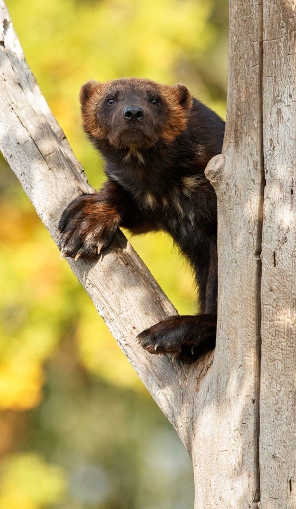 symbolic wolverine meaning and wolverine totem