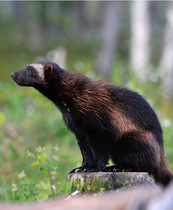 symbolic wolverine meaning and wolverine totem