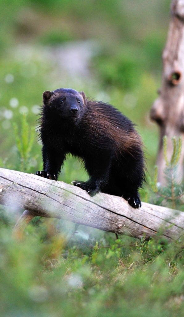 symbolic wolverine meaning and wolverine totem