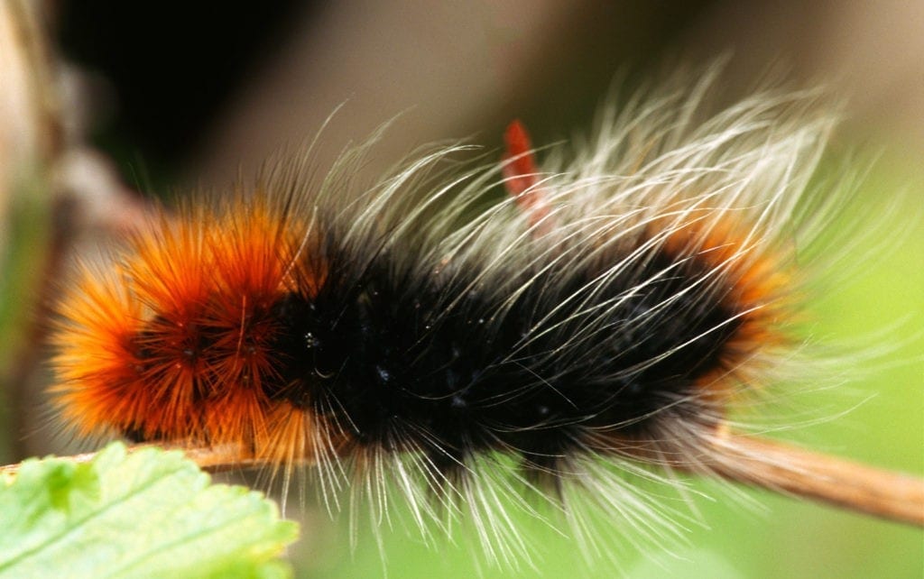 Woolly caterpillar meaning