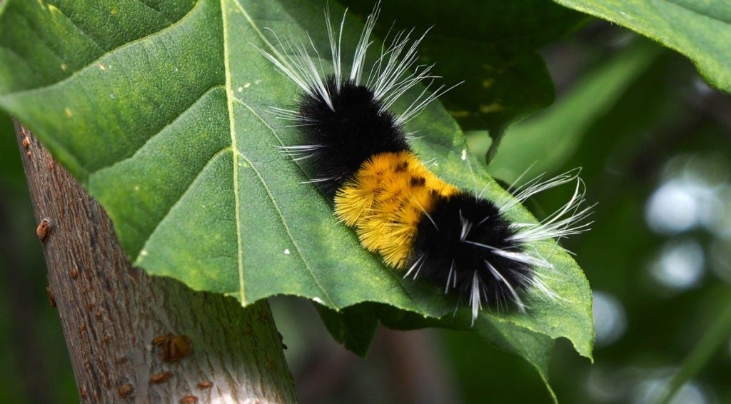 woolly caterpillar meaning